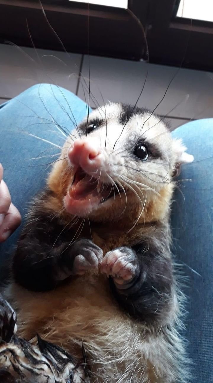 possume