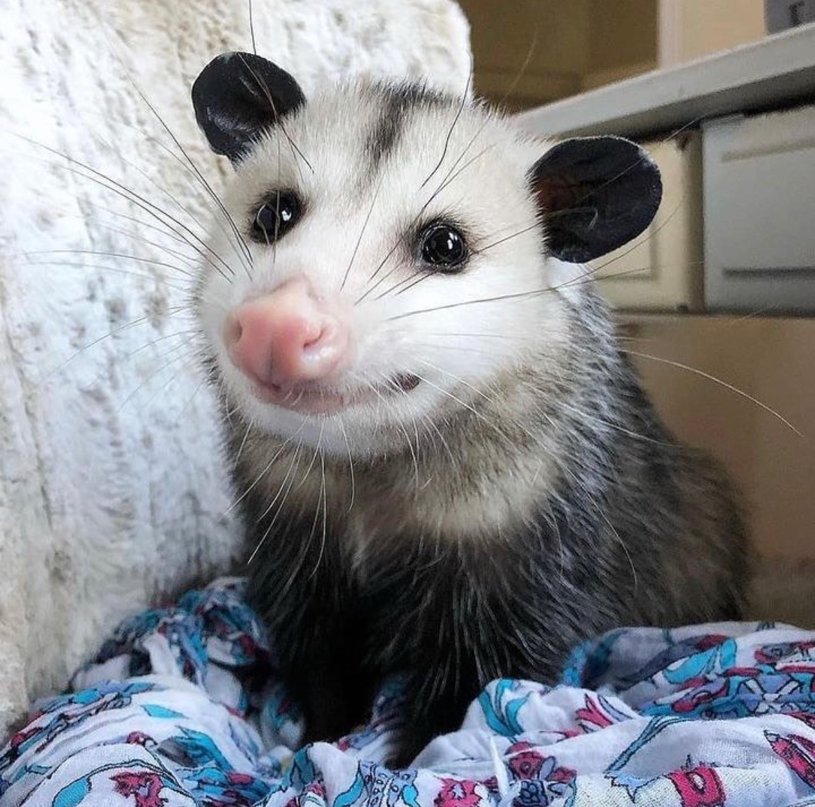 possume