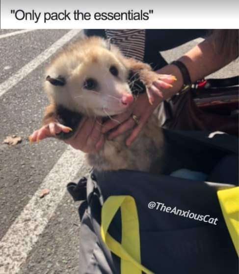 possume