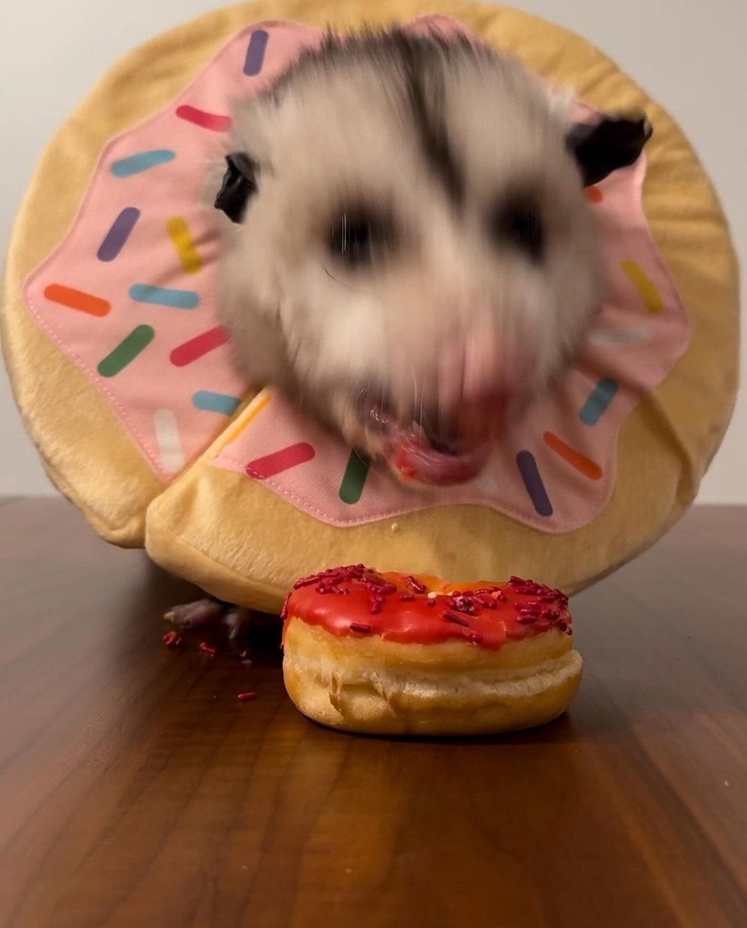 possume