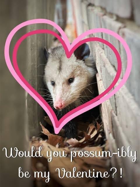 possume